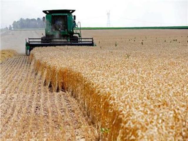 خبير اقتصادي: توسعنا في زراعة القمح سيوفر مليارات الدولارات في الفاتورة الاستيرادية