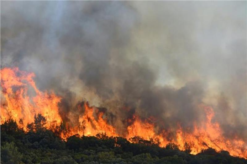 ارتفاع حصيلة ضحايا حرائق الغابات في الجزائر إلى 37 شخصا