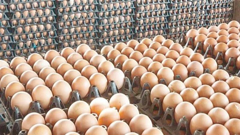 أسعار كرتونة البيض اليوم الأربعاء 20-12-2023 من المزرعة